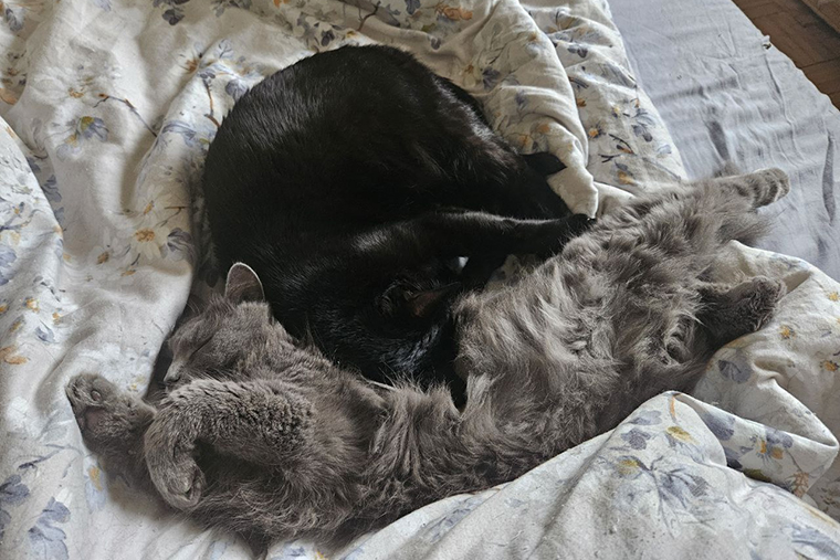 Котики рядом, чешу каждого за ухом