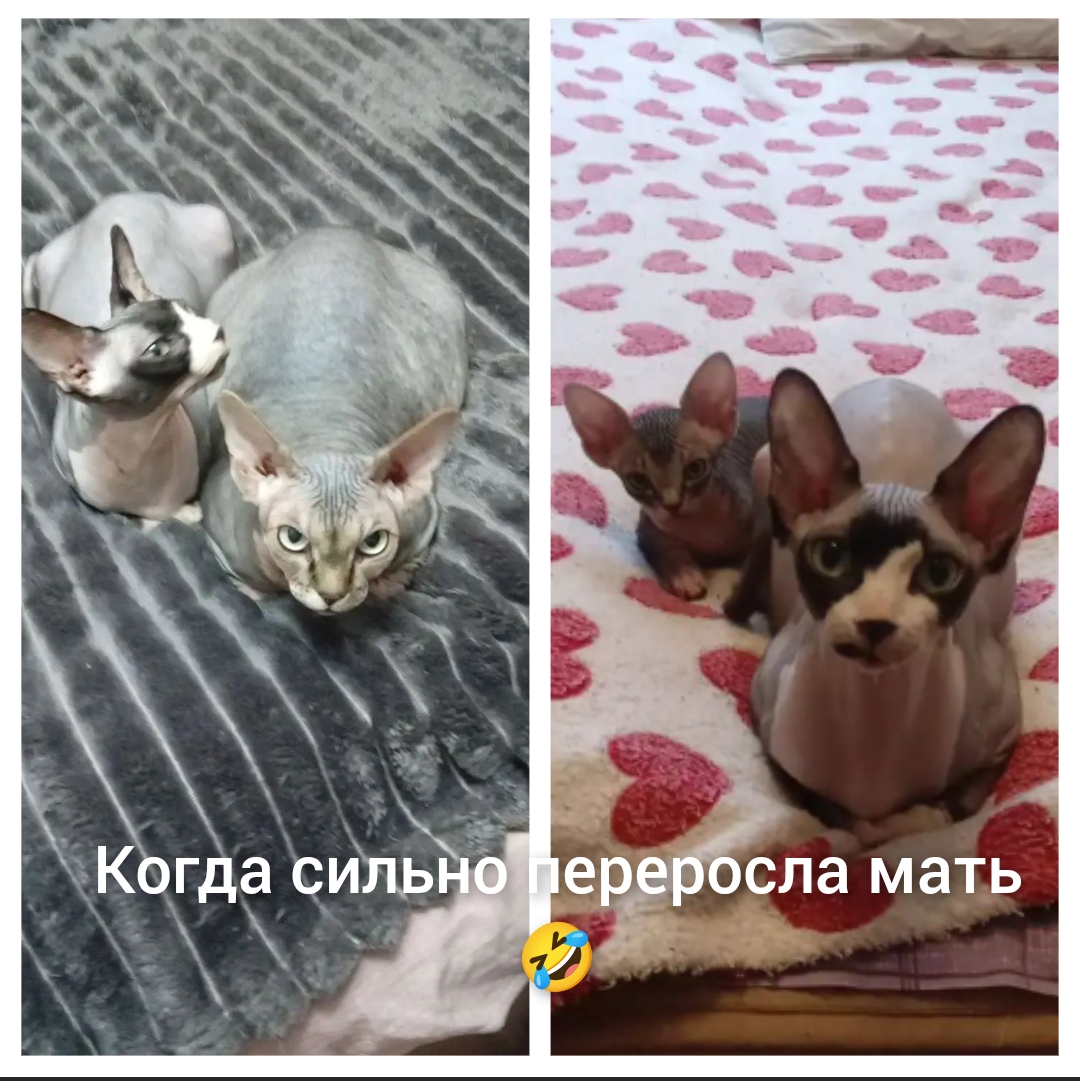 Ника и Алиса