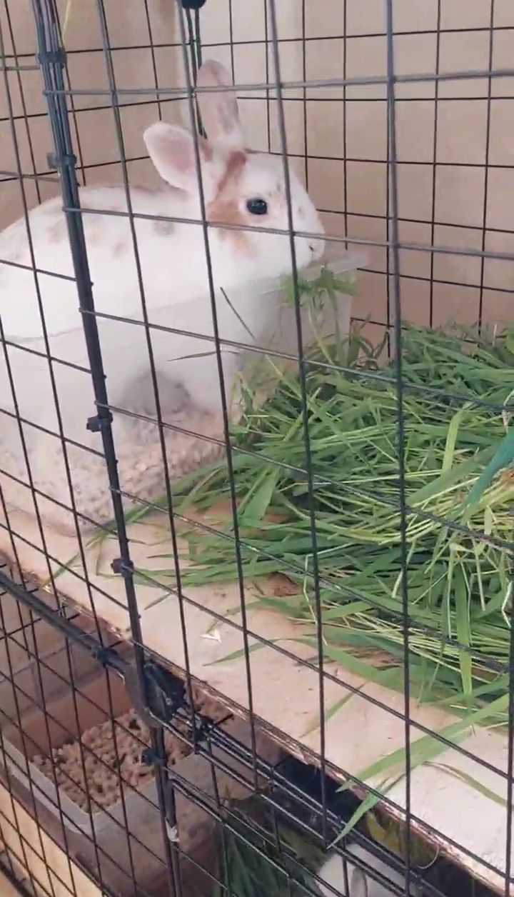 Наши крольчата