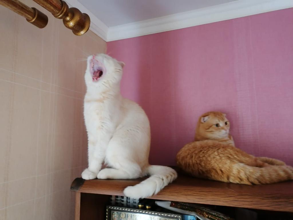 Кот Алекс очень любит петь
