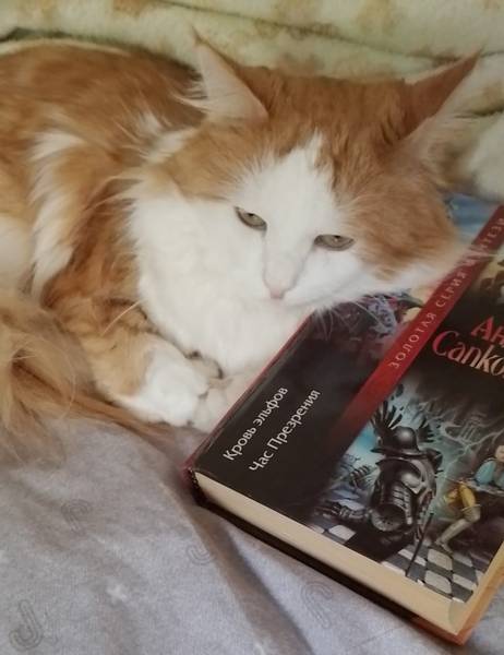 Мексиканский Тушкан 