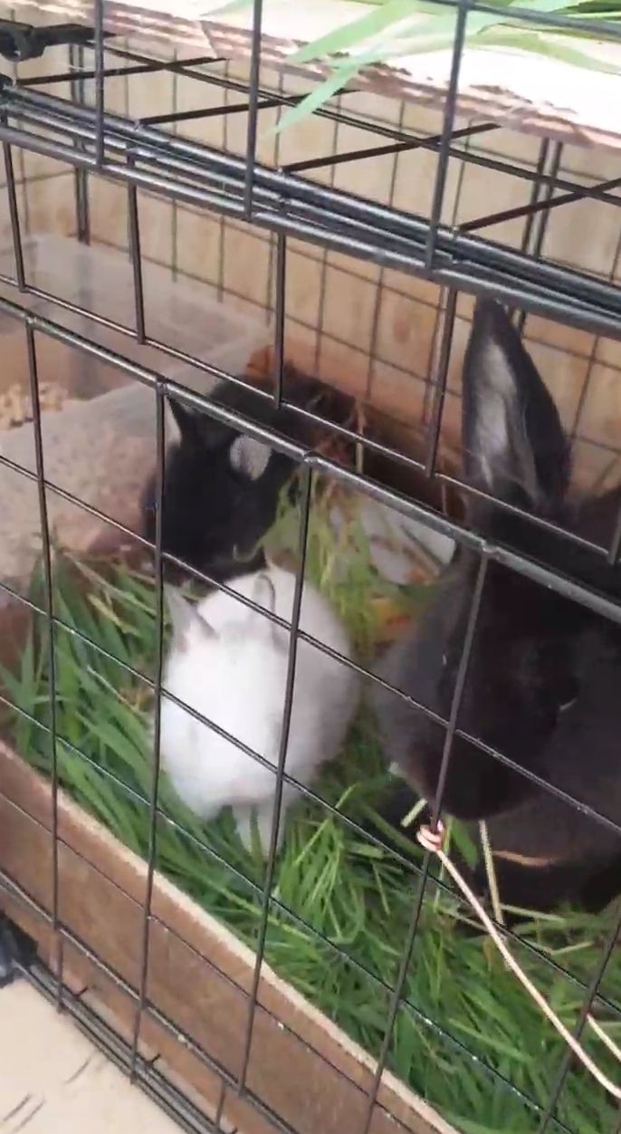 Наши крольчата