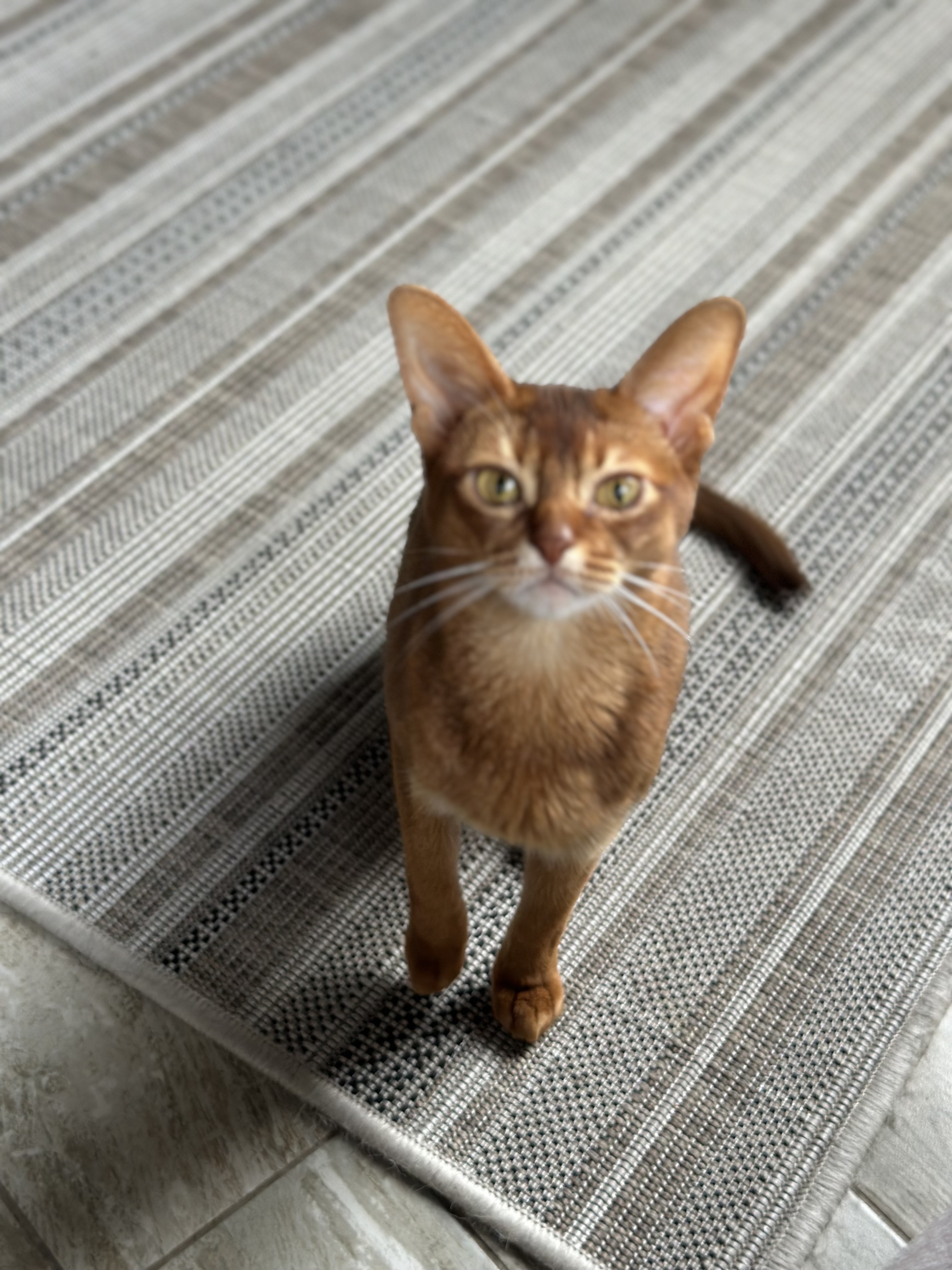 Она хотела стать звездой, и стала ей