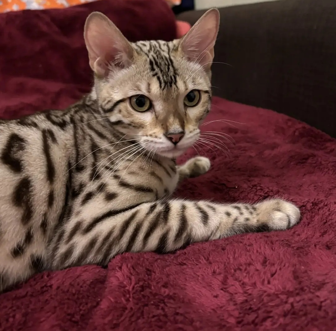 Монарший приём в бархатном зале.