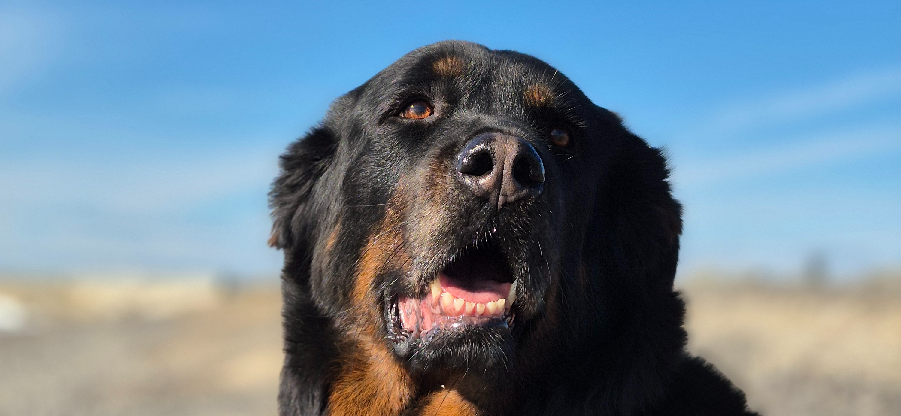 Фото питомца: бурят-монгольский волкодав Сара наслаждается солнцем