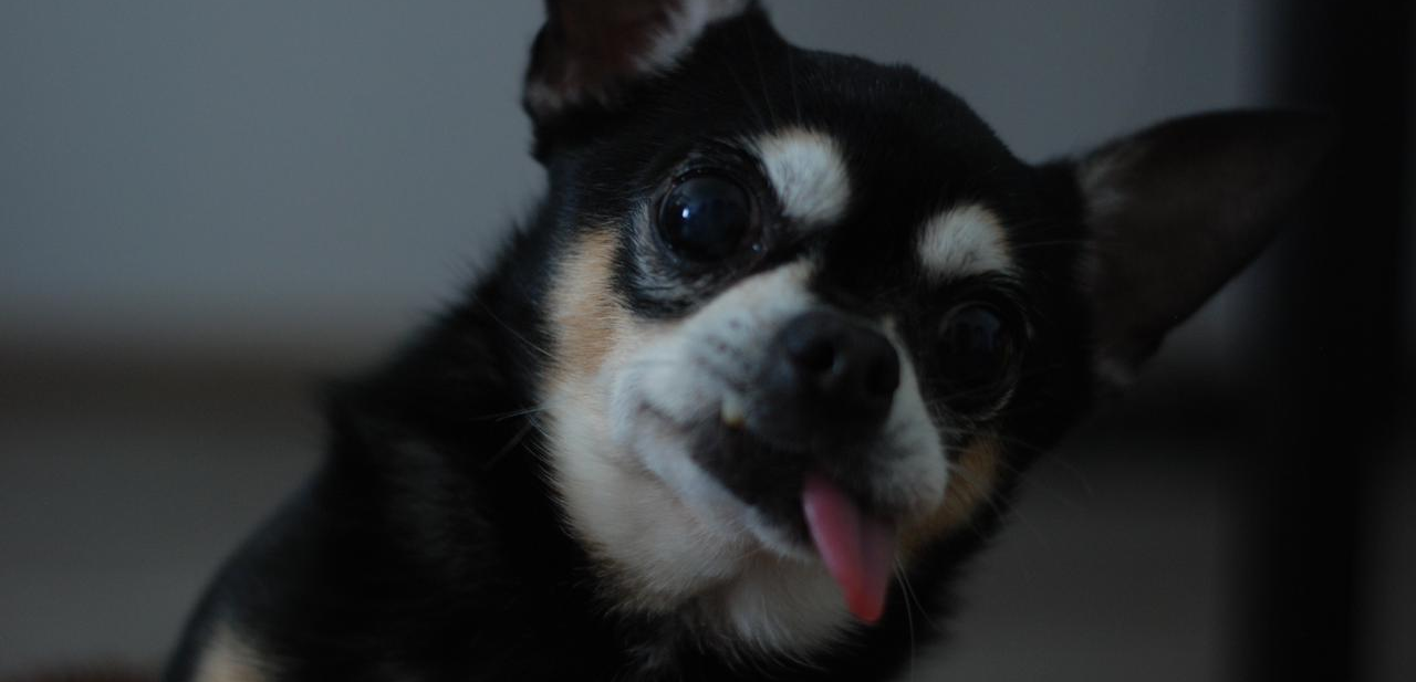 Фото питомца: чихуахуа Моисей на фотосессии