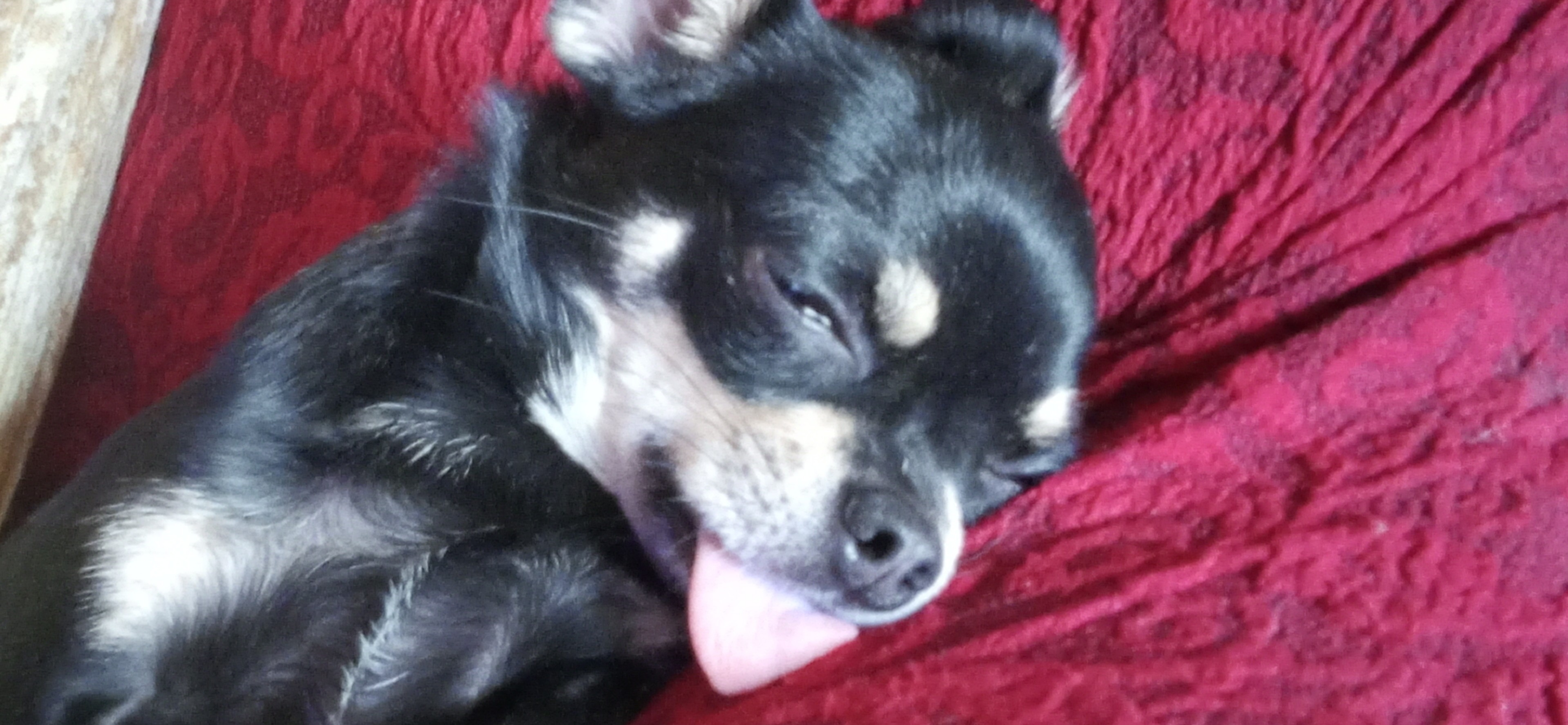 Фото питомца: чихуахуа Росяшка спит с высунутым языком