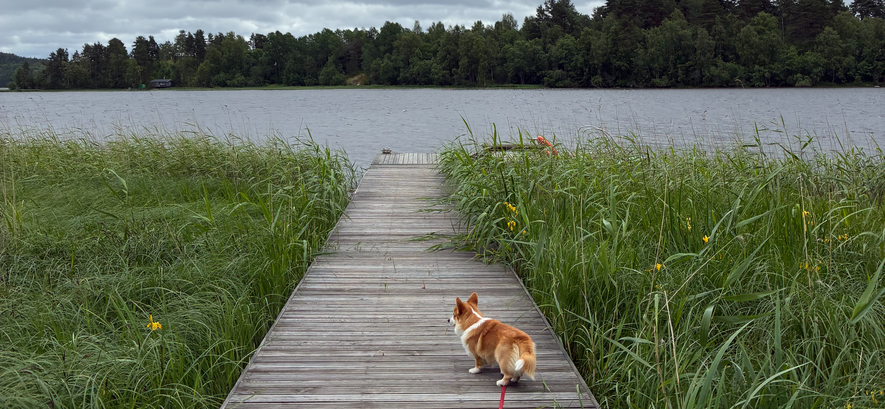 Фото питомца: корги Пудинг думает, что он в аниме Хаяо Миядзаки