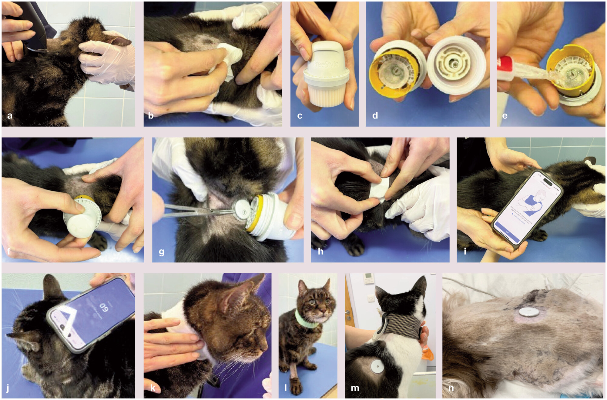 Трем разным котикам устанавливают FreeStyle Libre 3, датчик последнего поколения. Источник: journals.sagepub.com