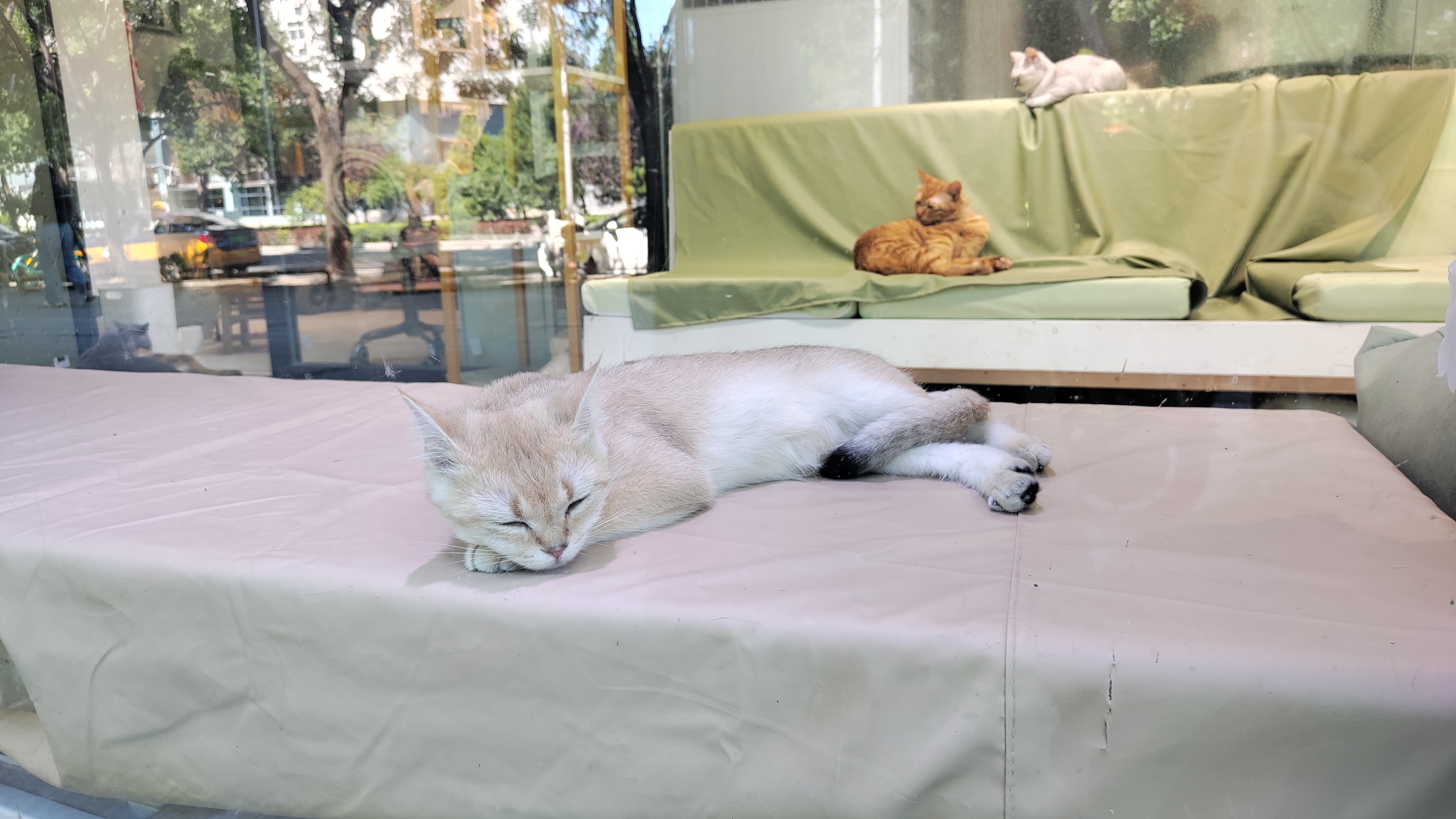 По пути прошли мимо котокафе