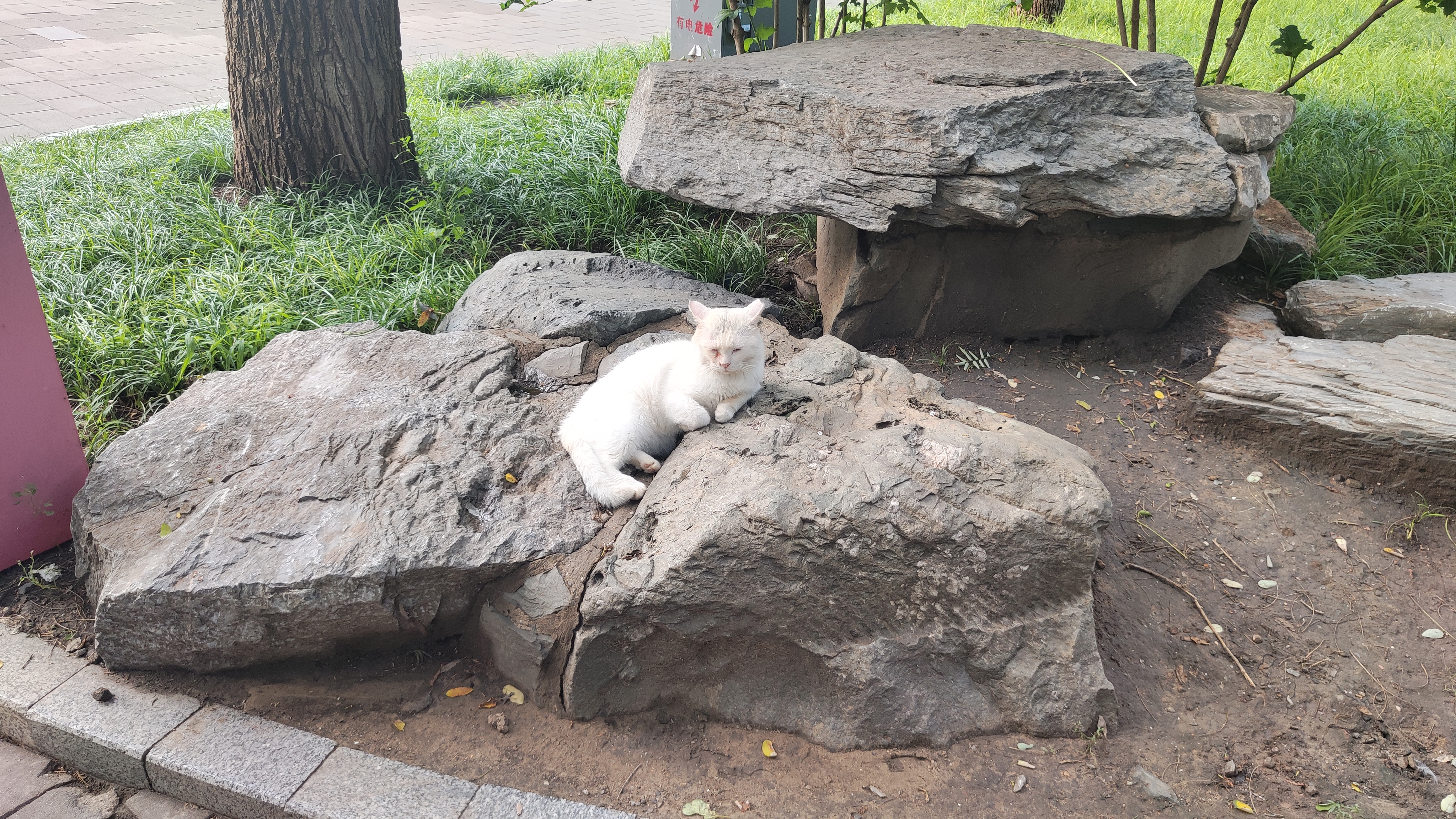 Местный котфуций
