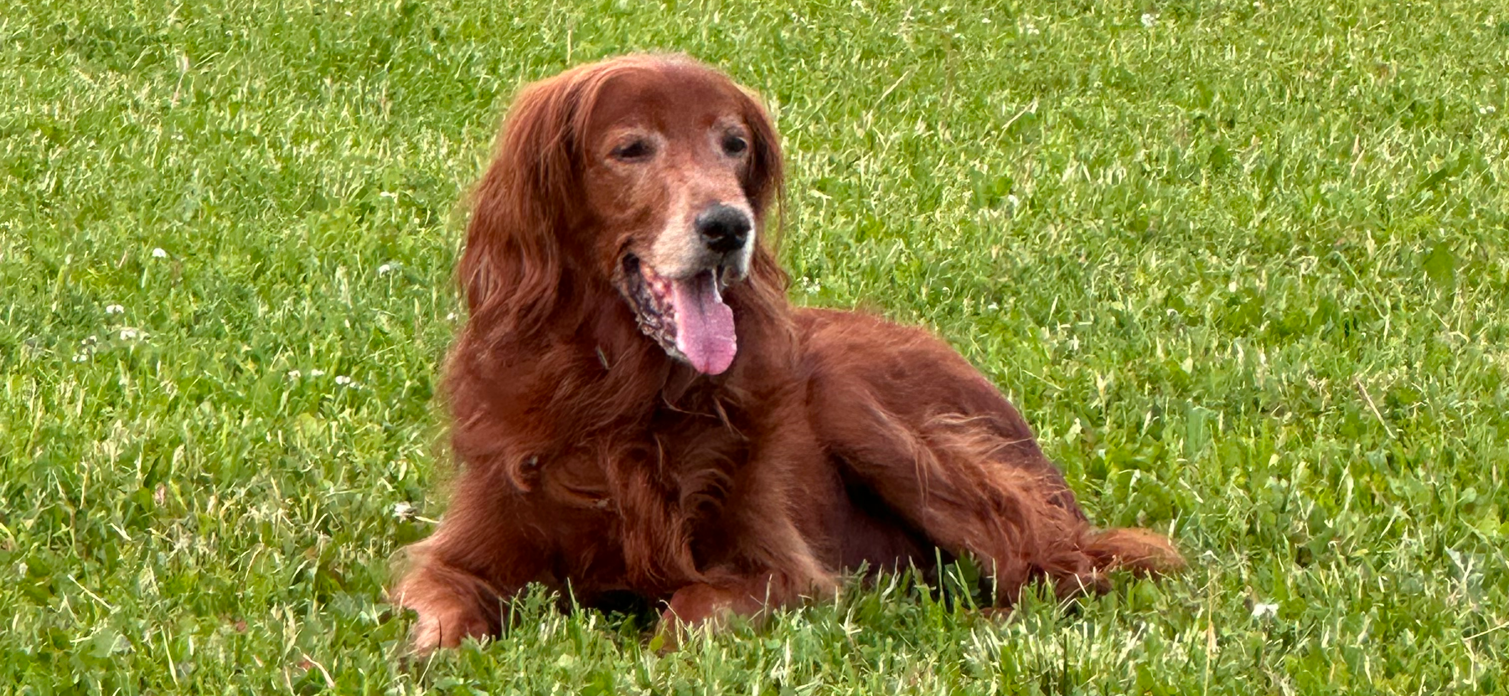 Фото питомца: ирландский красный сеттер Ллойд отдыхает на природе