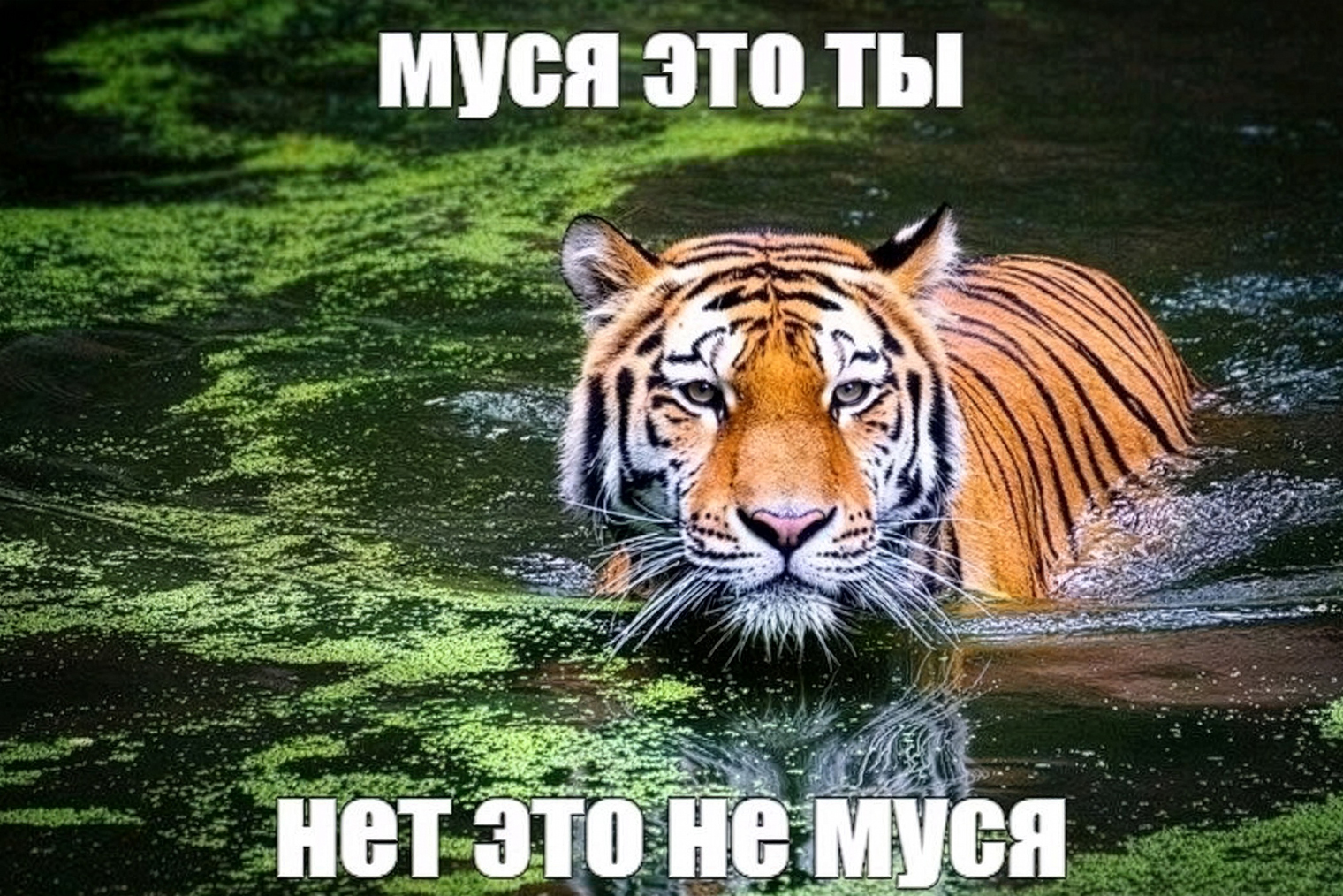 Тигр — это не Муся