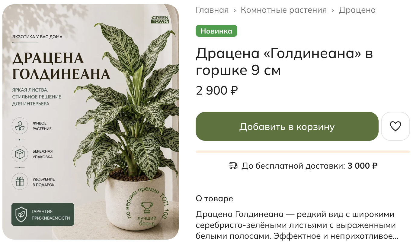 В домашних условиях драцена Голди вырастает до 60 см. Источник: Green Town