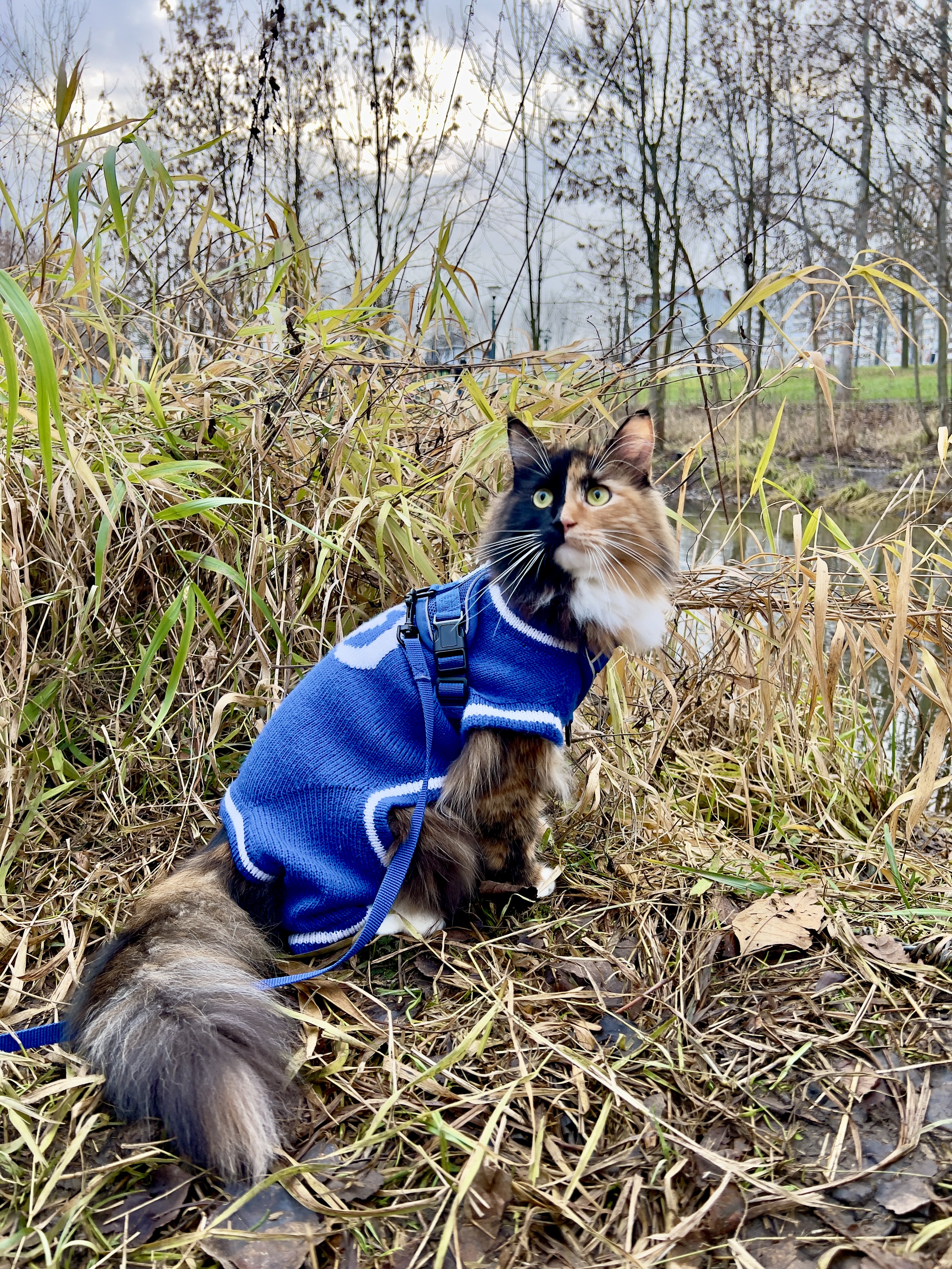 Как мы приучили кошку Луну к прогулкам на улице