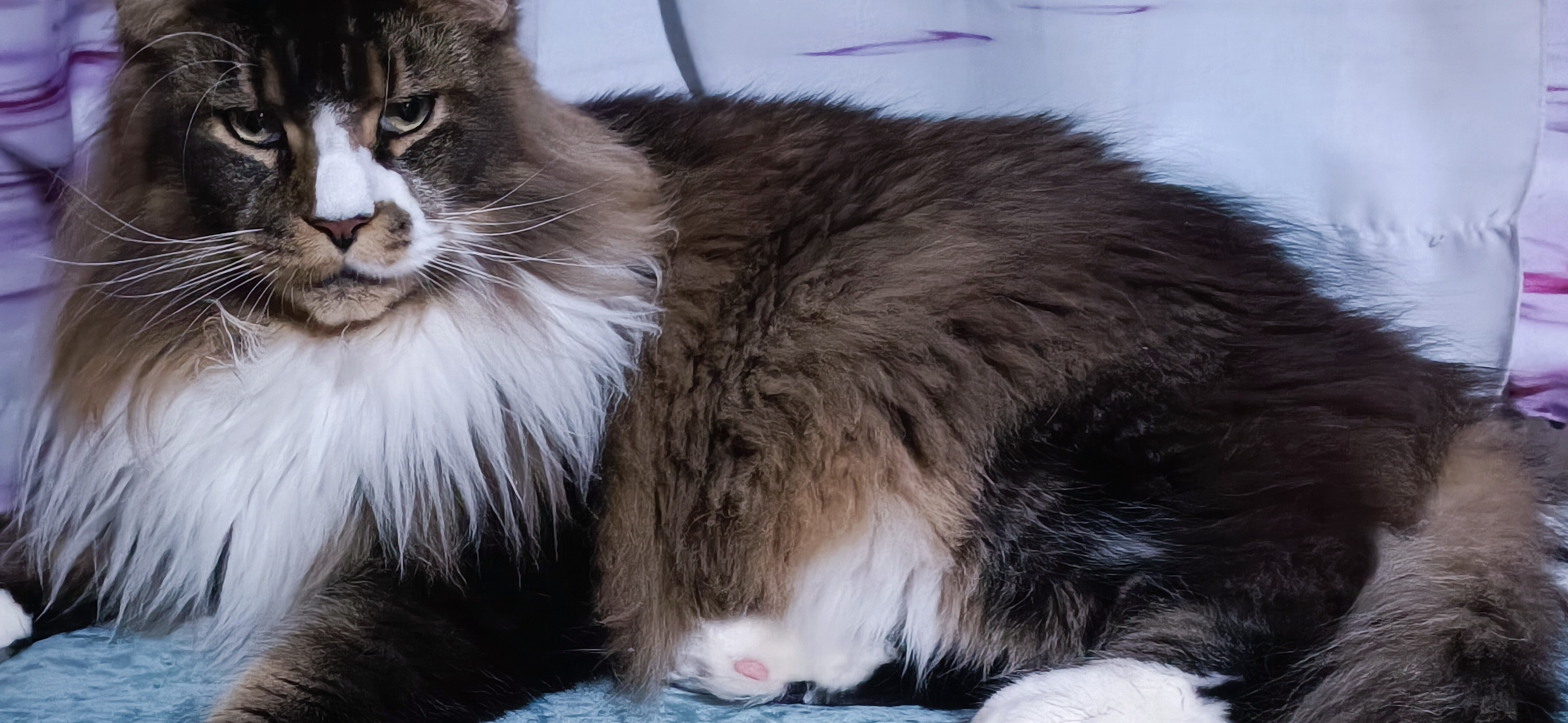 Фото питомца: мейн-кун Джокер отдыхает