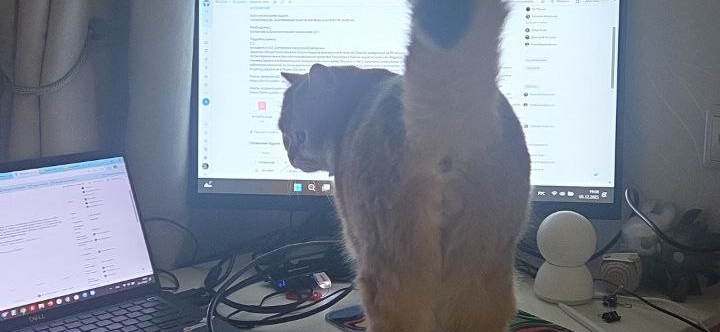 Фото питомца: шотландский кот Няфа делится мнением о работе