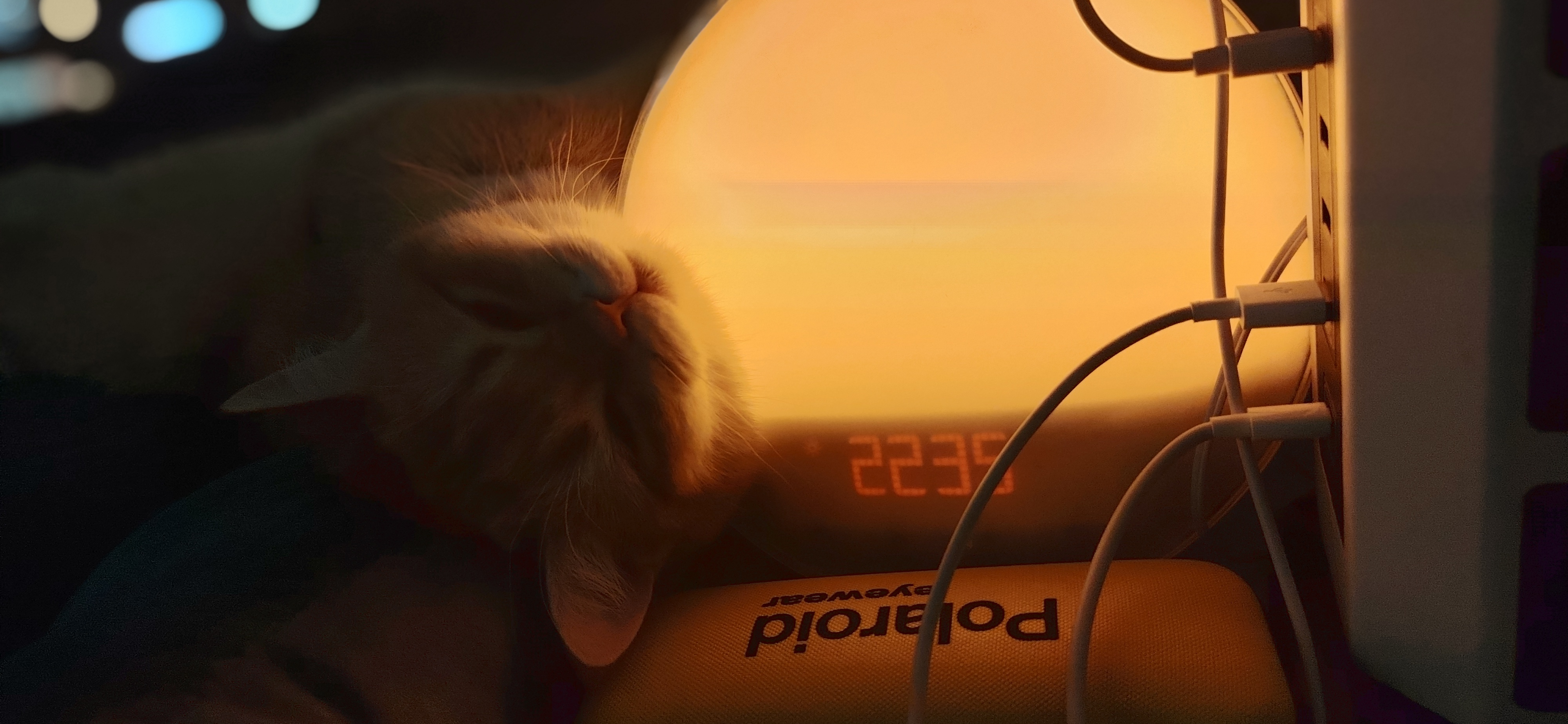 Фото питомца: шотландский котенок Тимсель «на подзарядке»