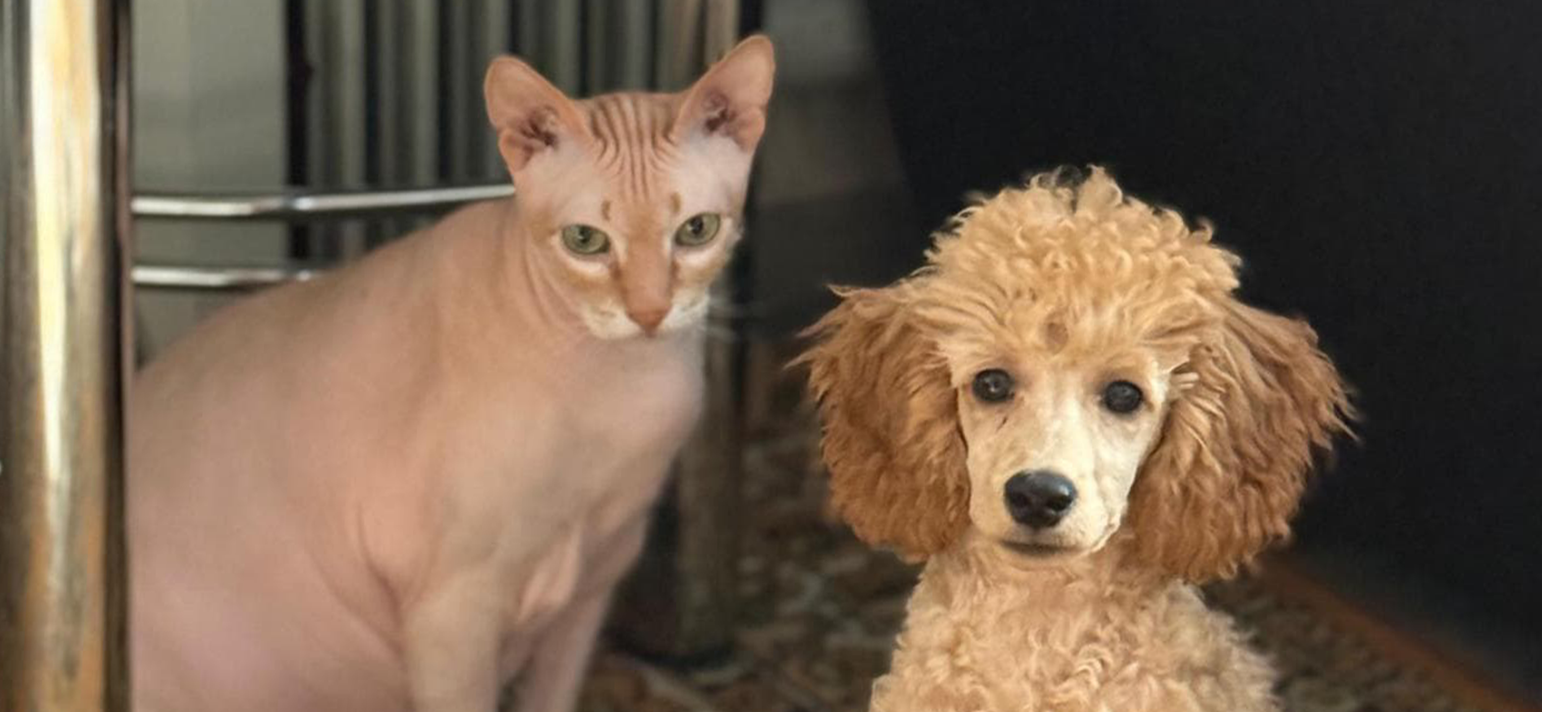 Фото питомцев: сфинкс браш Моисей и карликовый пудель Фиджик позируют для фото