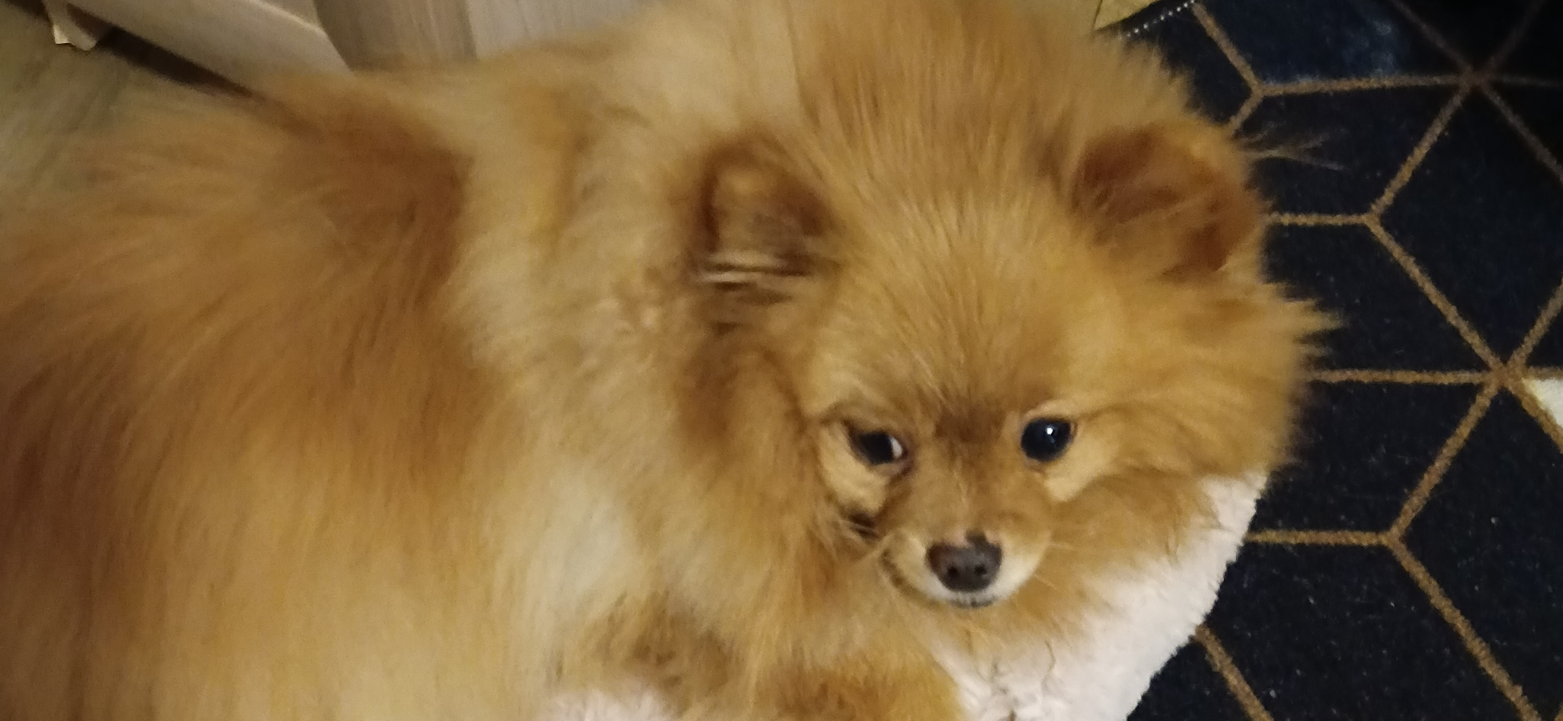 Фото питомца: шпиц Симба ждет возвращения хозяйки