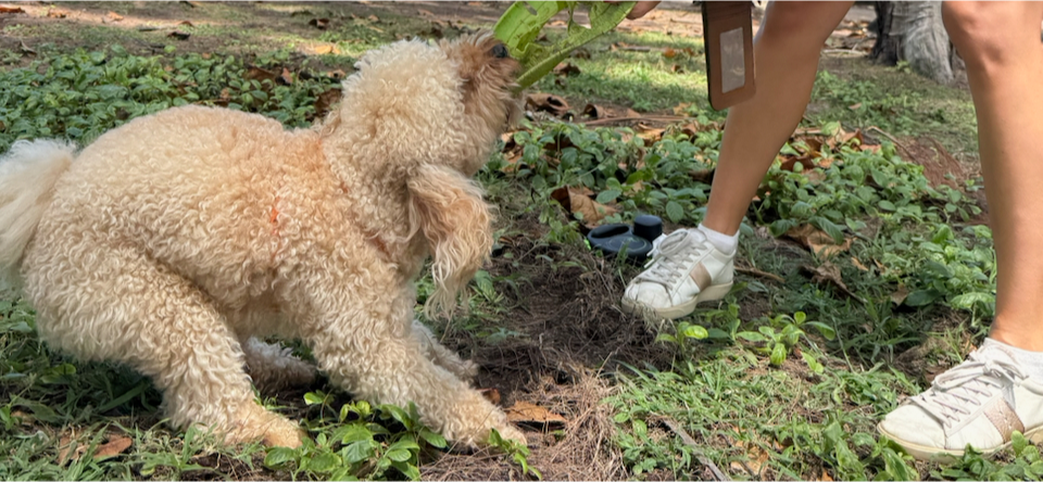 Мнение: Таиланд теряет туристов из-за ухудшения сервиса и завышенных цен