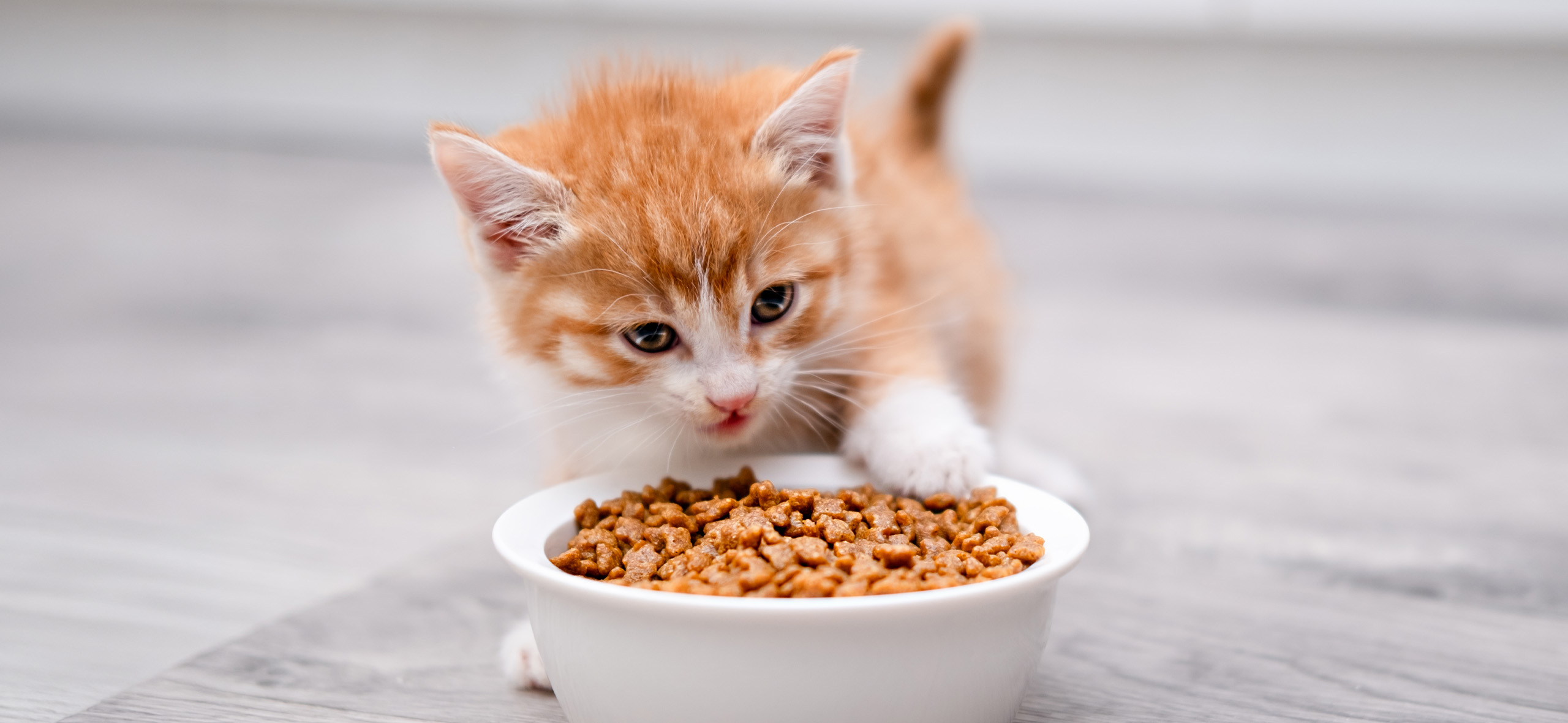 12 проверенных сухих кормов для котят