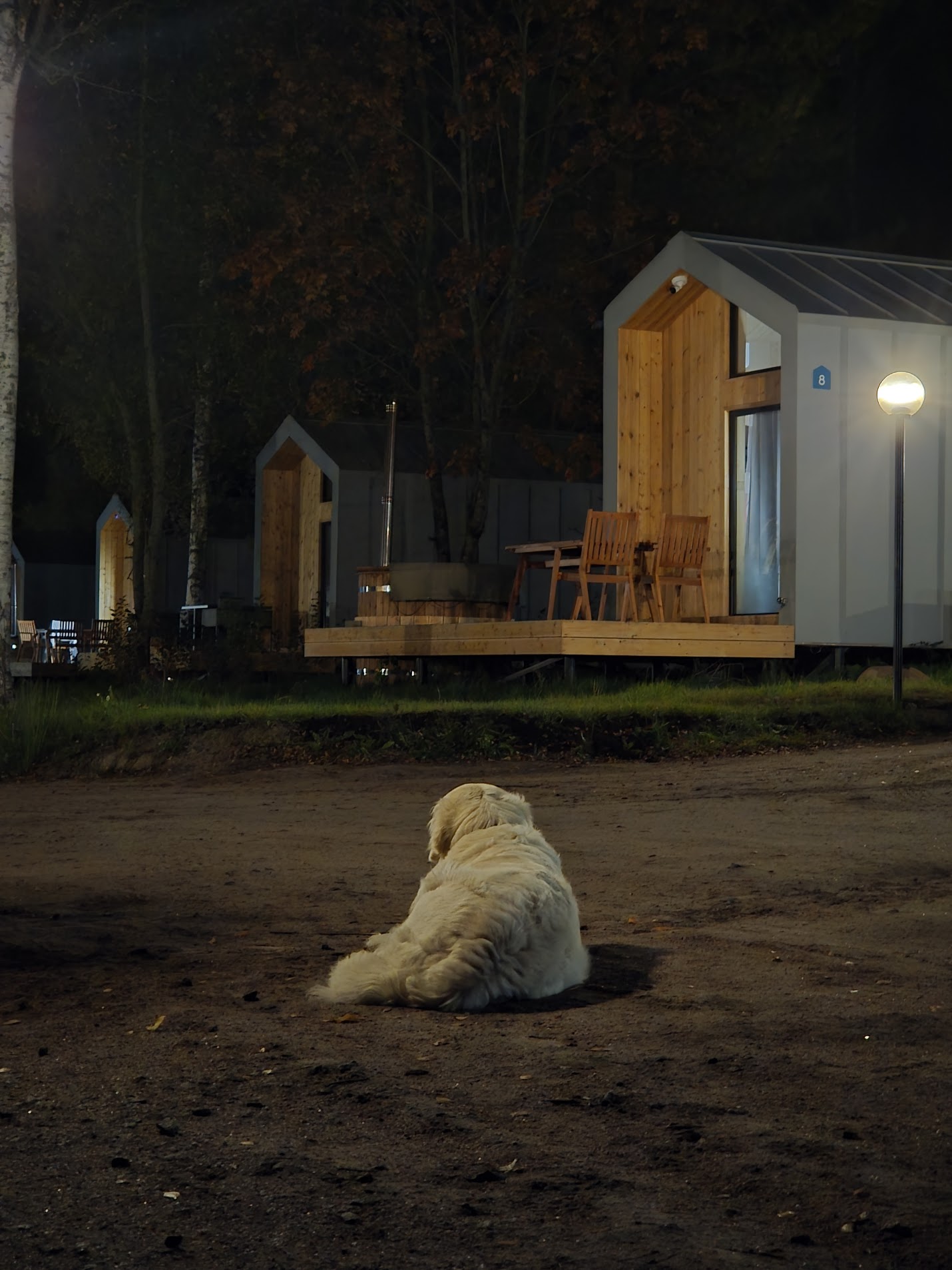 Местный пушистый охраник