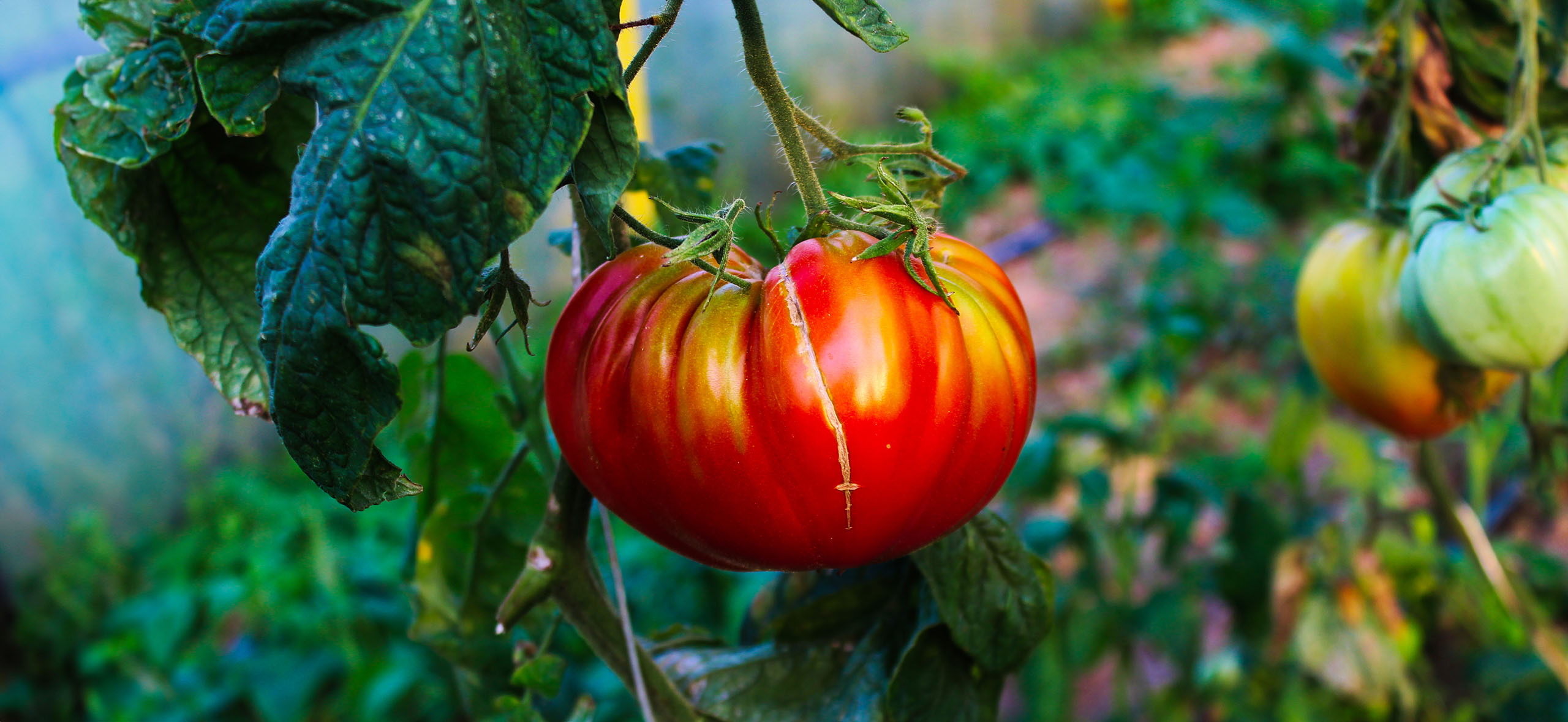 Почему помидоры не краснеют и трескаются: 8 проблем из⁠-⁠за​ неправильного ухода