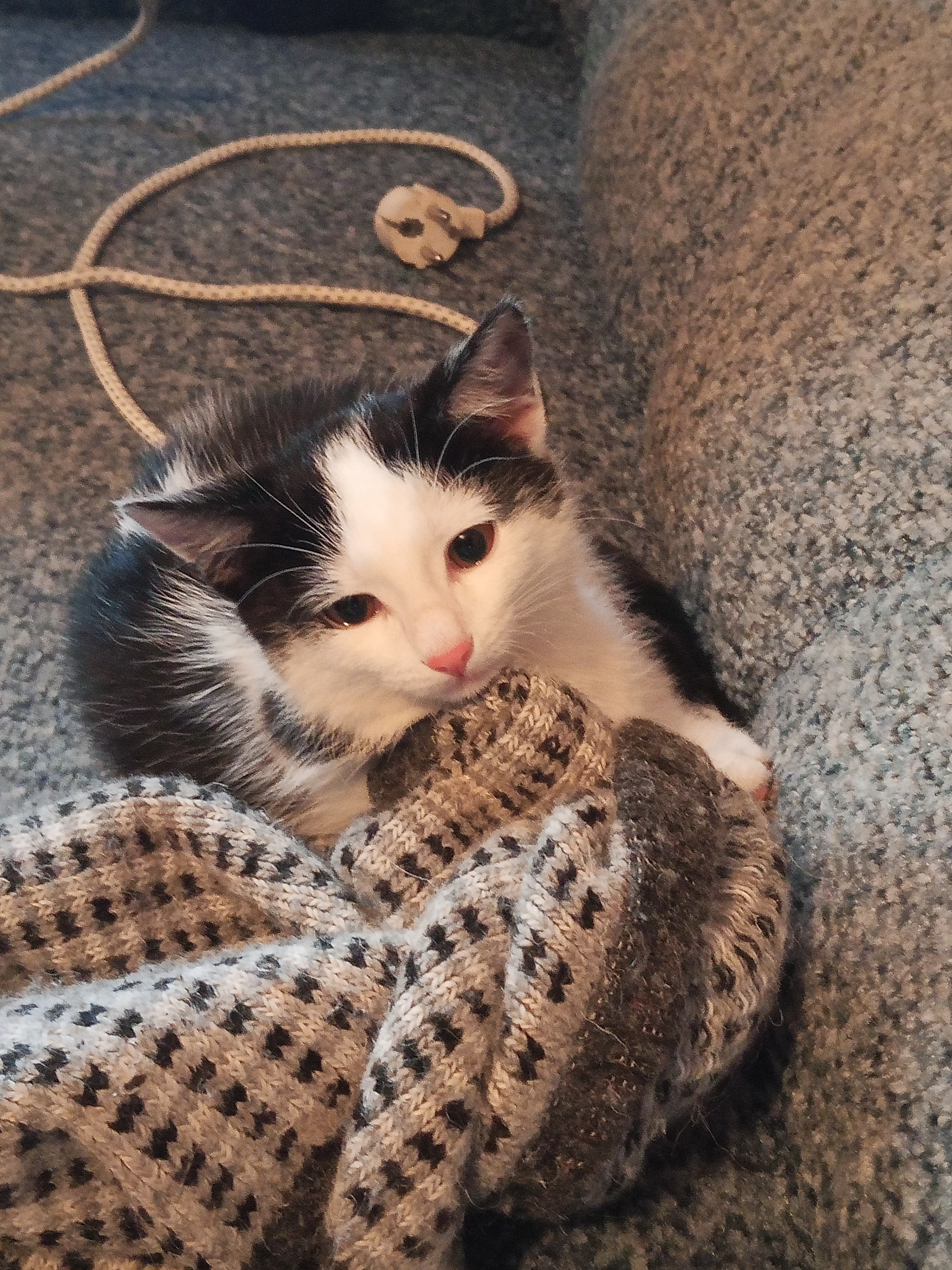 Дворняжка котёнок Серёжа прыгал за верёвкой