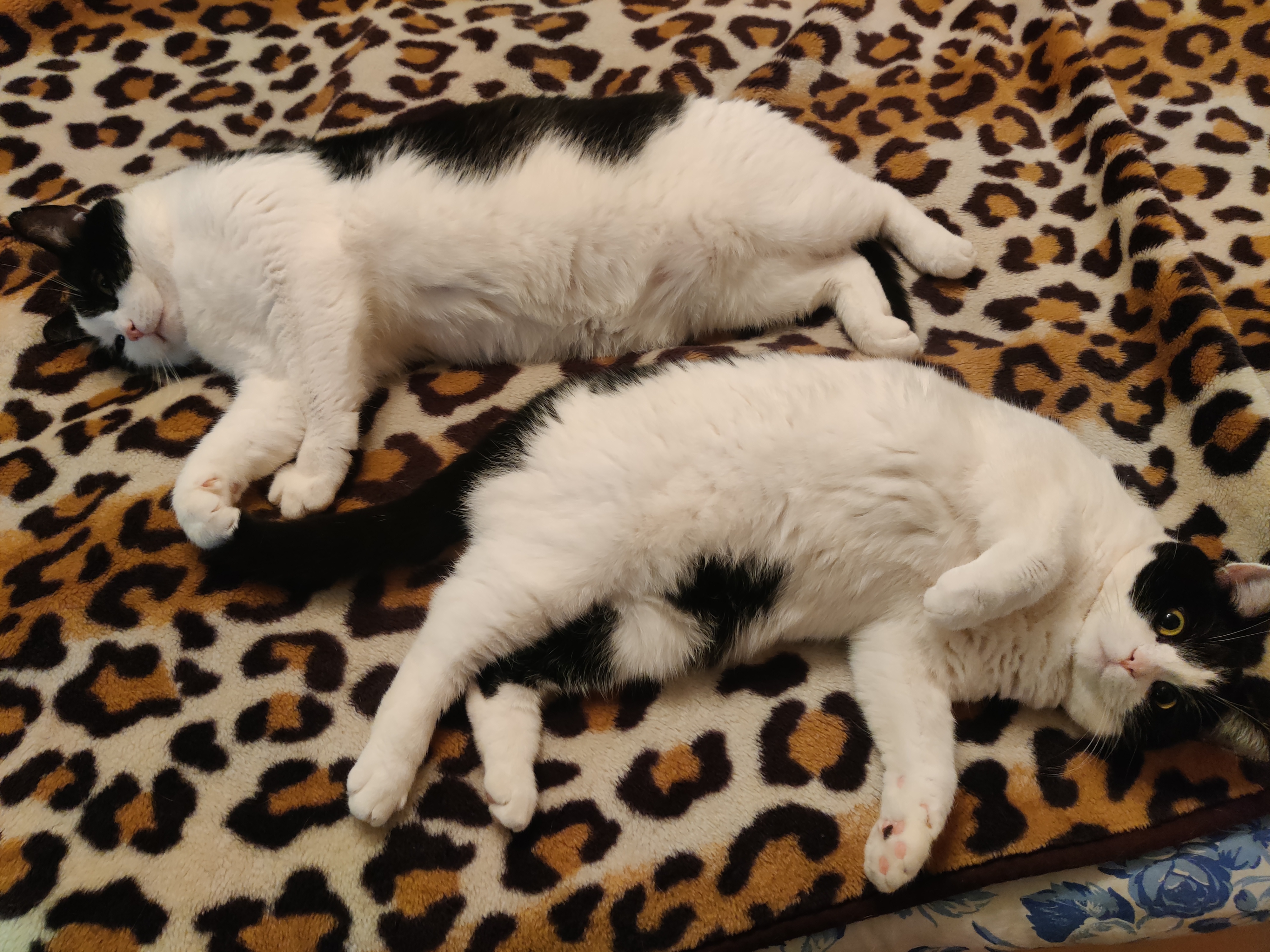 Чилят, а Лёня шею потерял