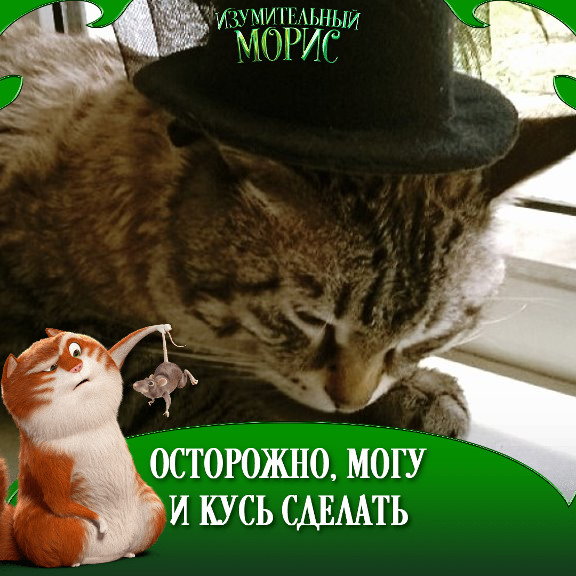 Фото питомца: кот Пуся устал читать