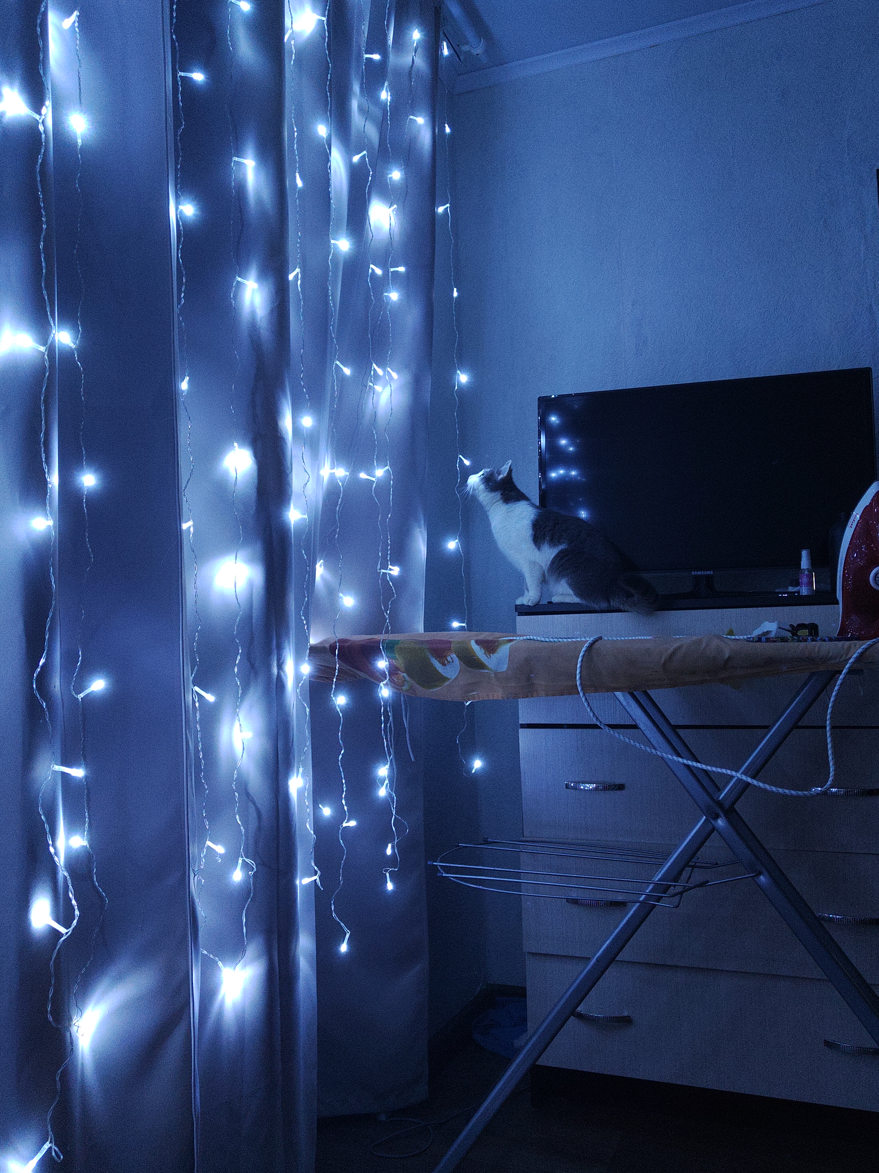 Фото питомца: кошка Моня впервые открыла для себя гирлянду