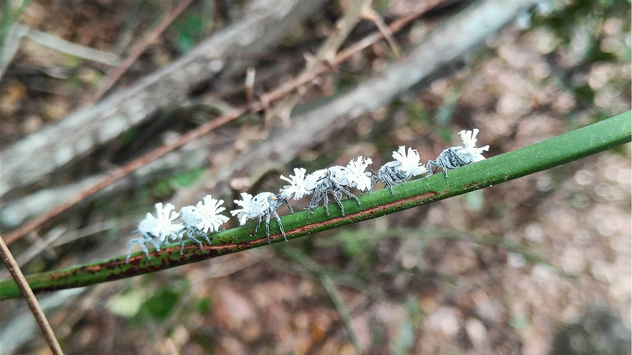 Нимфы цикадок