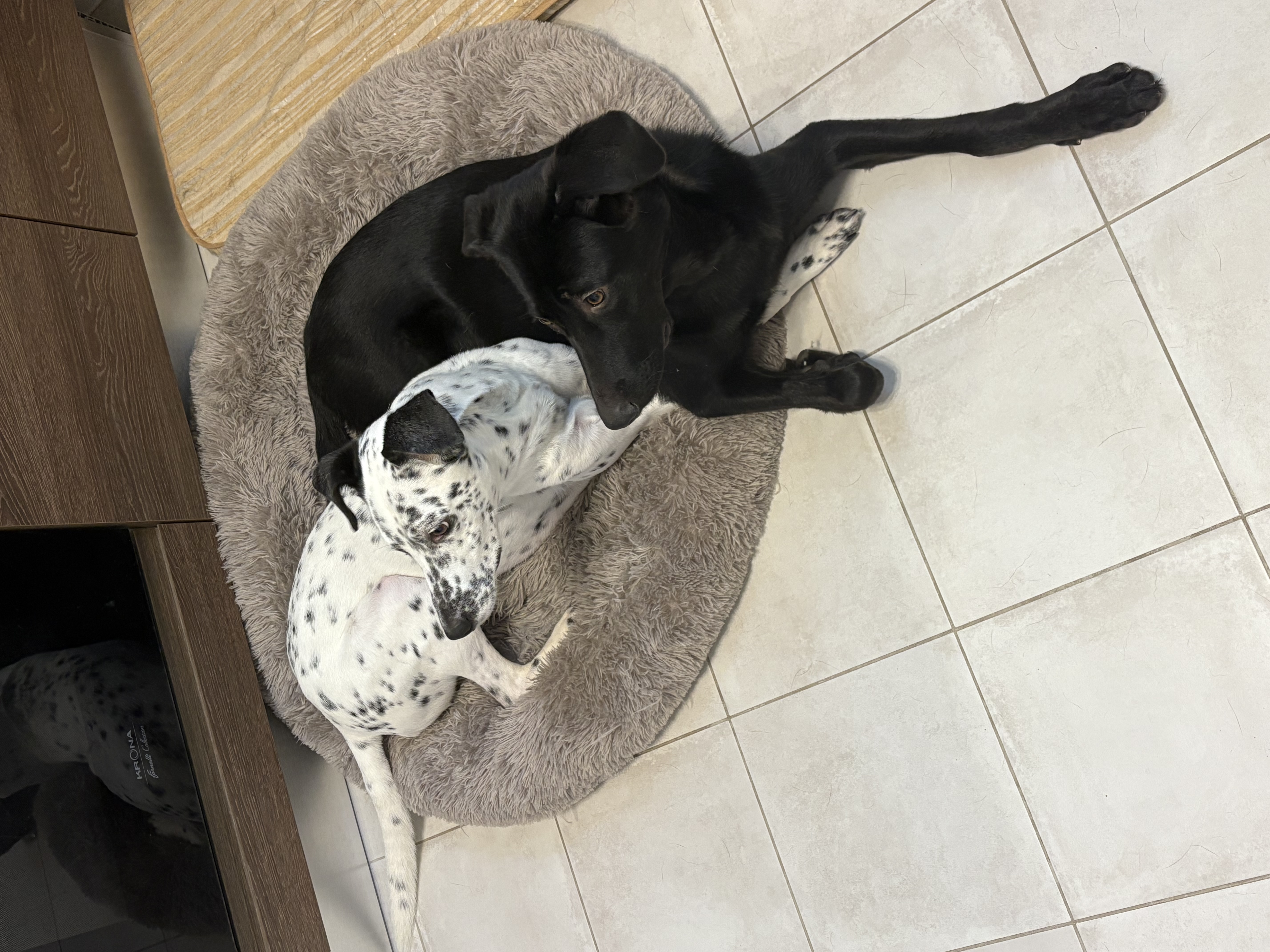 Мы забрали пса Умку с передержки, а спустя год нашли на улице собаку Миру