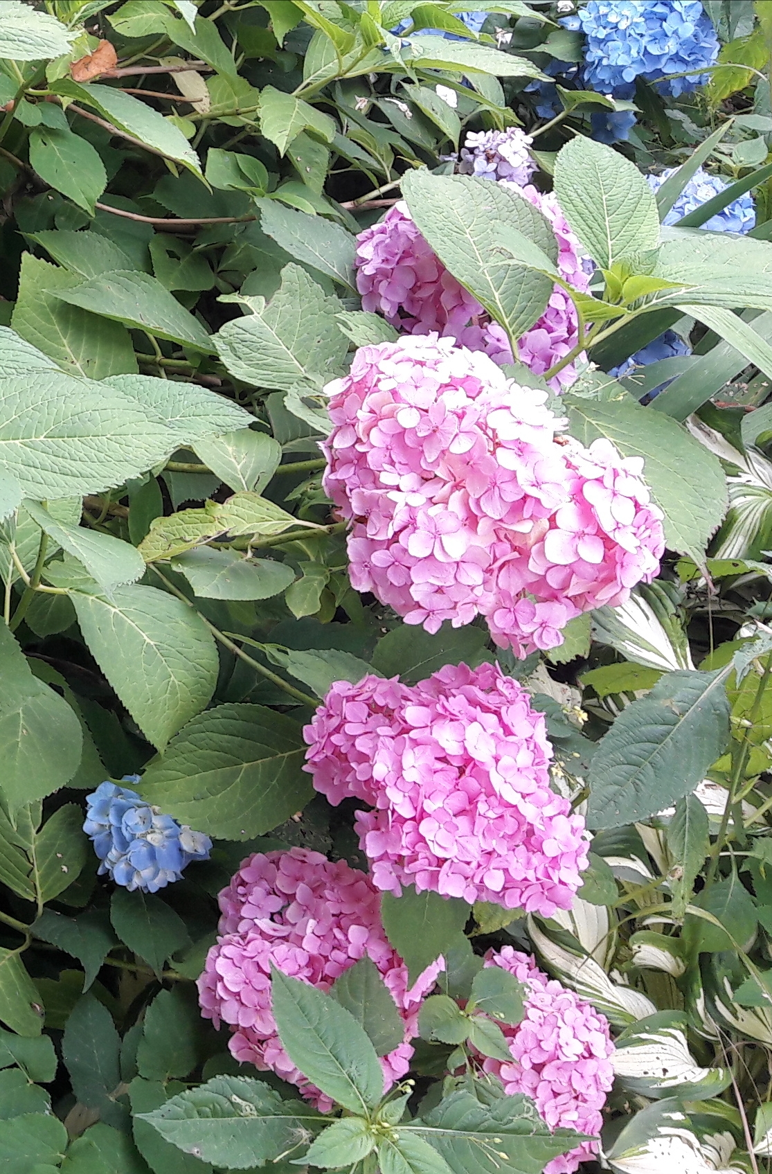 Как я укрываю крупнолистную гортензию на зиму