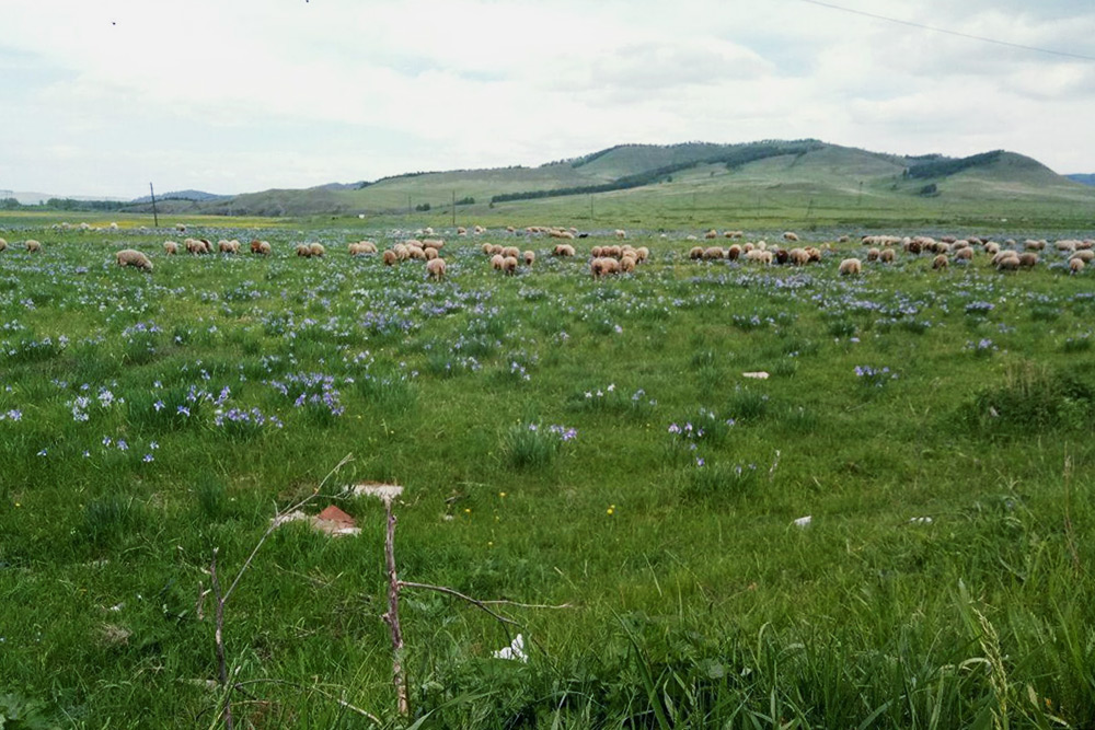 Типичный для весенней Хакасии пейзаж: цветущая степь и бараны