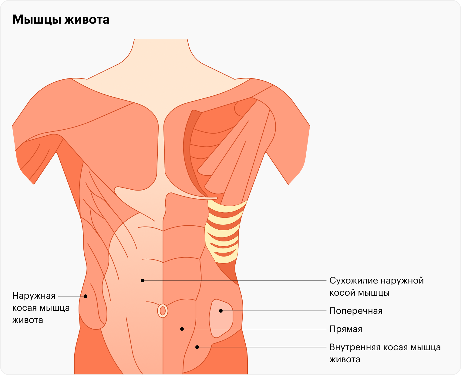 Как накачать кубики на животе