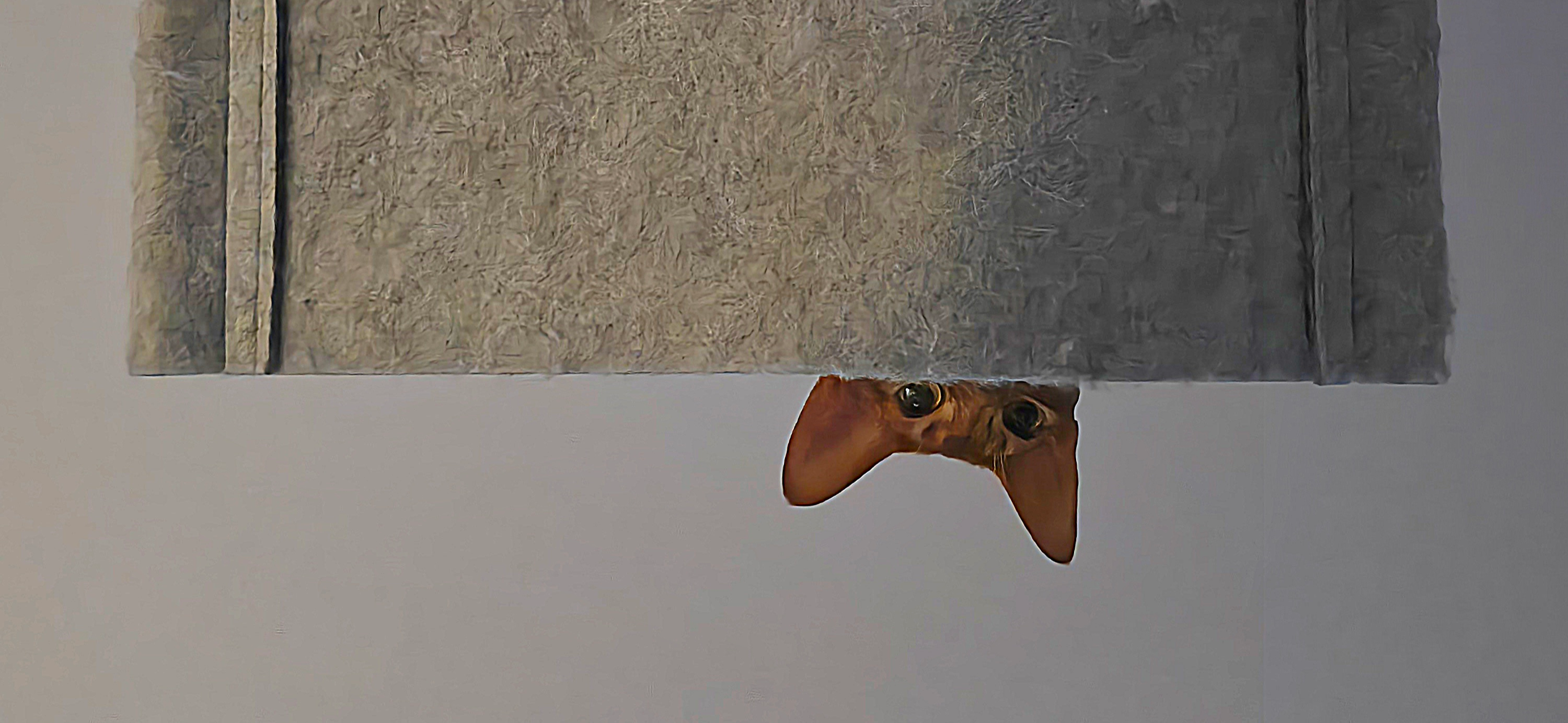 Фото питомца: абиссинская кошка Мисси держит все под контролем