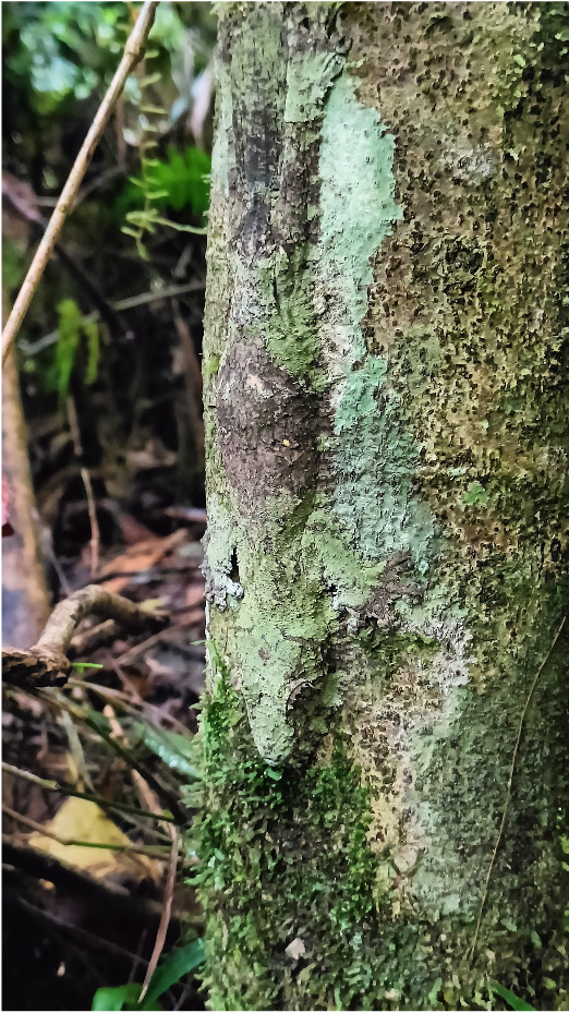 Геккон — мастер маскировки