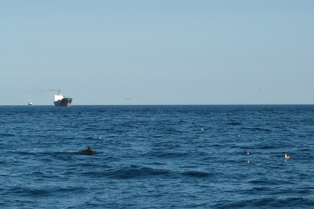 В другой раз посчастливилось: дельфины провожали нас до входа в Балаклавскую бухту