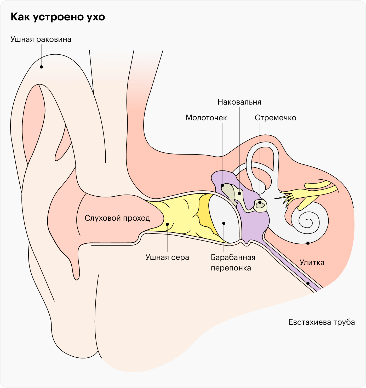 Звуковые колебания должны попасть во внутреннее ухо, то есть улитку, через наружный слуховой проход и среднее ухо, в котором находятся слуховые косточки: наковальня, стремечко и молоточек. В улитке расположены чувствительные клетки, воспринимающие импульсы, а потом передающие их в головной мозг. Тугоухость разовьется, если поврежден путь звука до внутреннего уха или сами чувствительные клетки внутри него