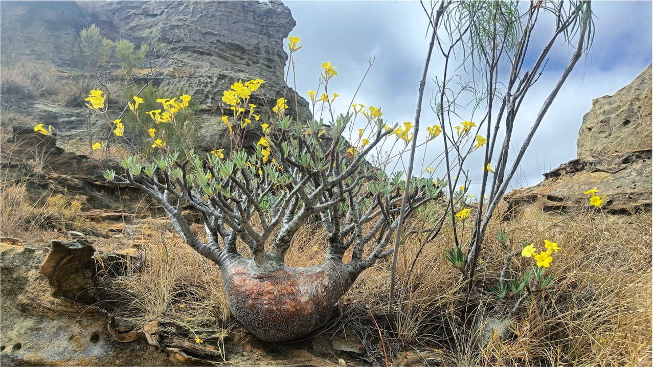 Пахиподиум в парке Исало