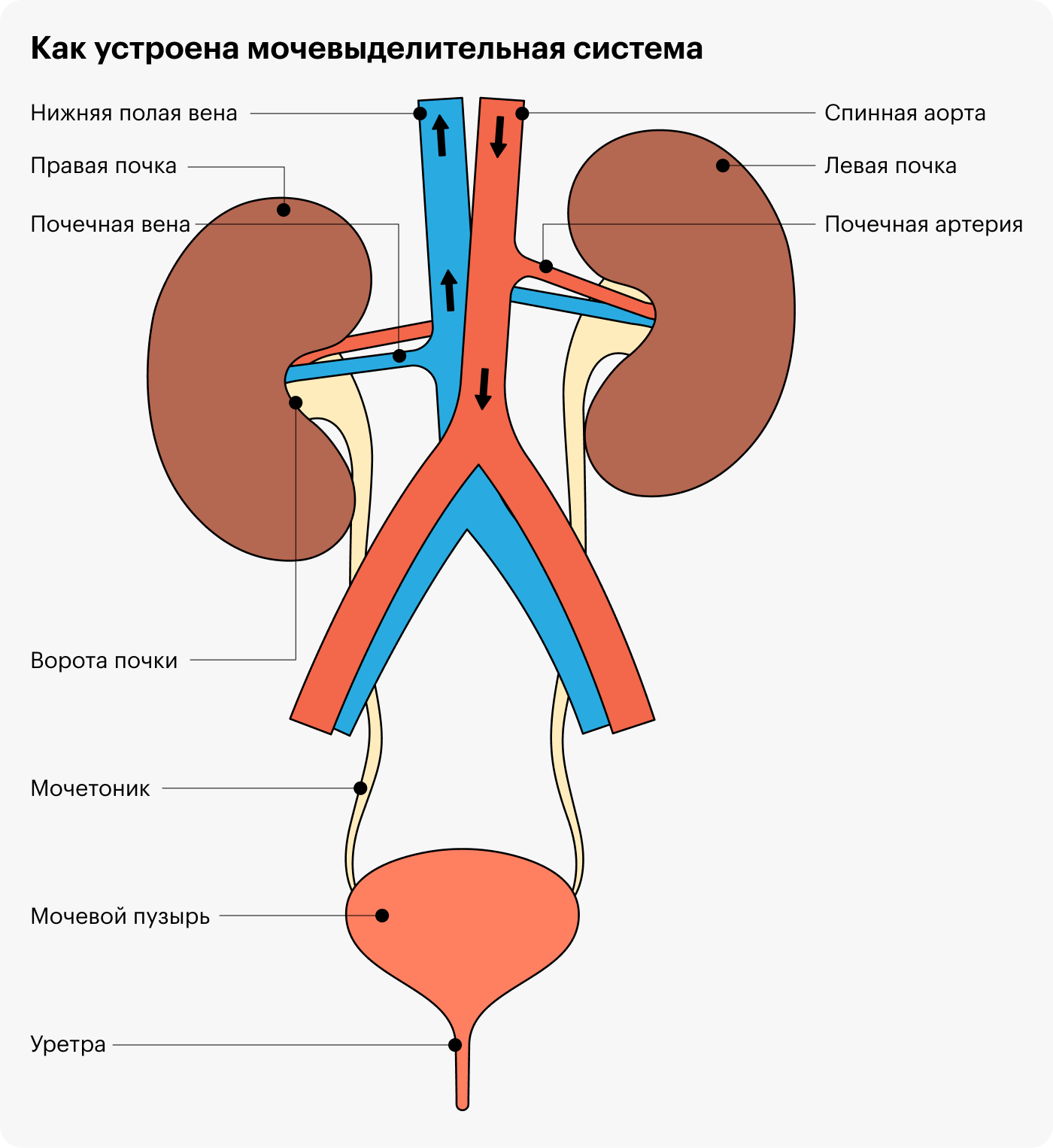 Почечные артерии и вены. Почечная артерия и почечная Вена. Почечная Вена анатомия.