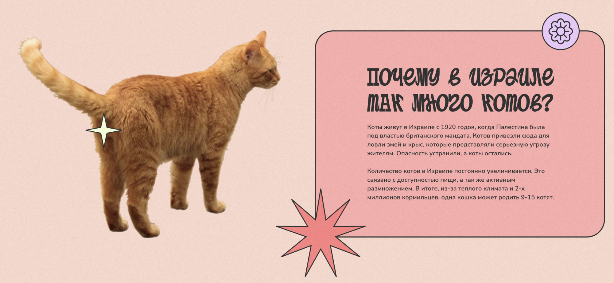 В Израиле появился сайт про уличных кошек. Там можно узнать, откуда в стране так много бездомных кошек, как им помочь и так далее