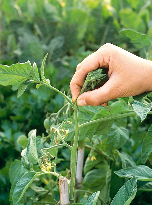 У помидора удаляют верхушку растения — пару верхних листочков. Источник: 7ogorod.ru