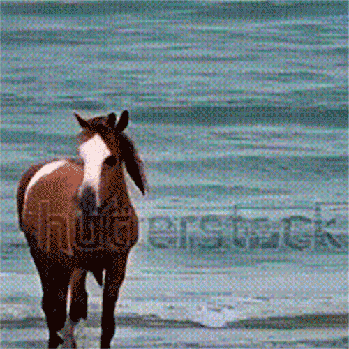 Конь бежит по океану