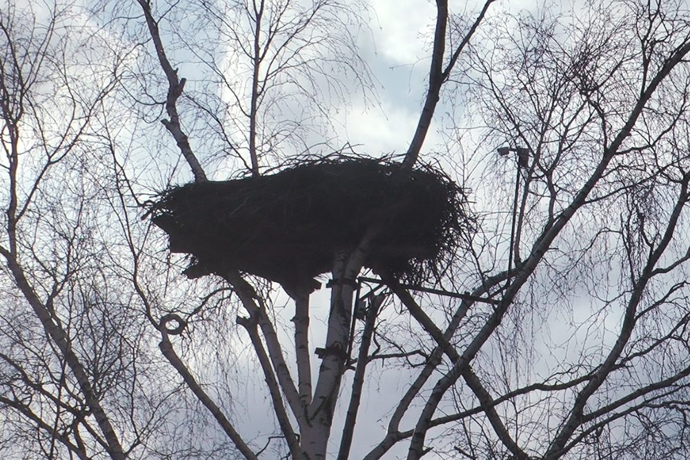 Камера на кронштейне висит прямо над гнездом. Если установить ее слишком близко к птицам, то они будут задевать ее крыльями и даже закидывать грязью