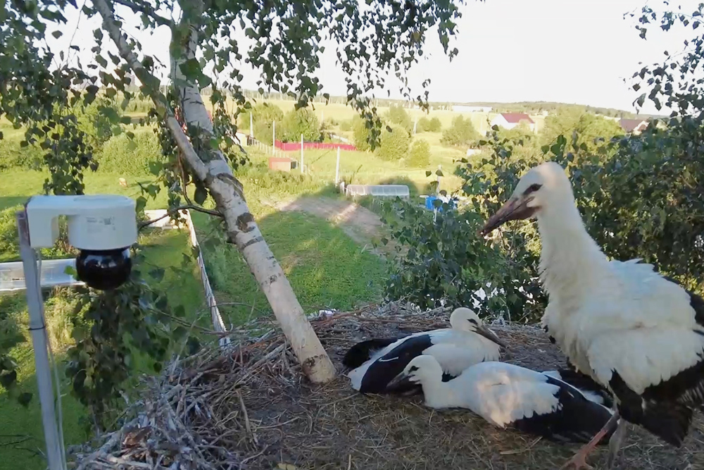 Кронштейн с камерой установил прямо в гнездо аистов — это нужно сделать до того, как они прилетят. Если в гнезде уже живут птицы, монтажные работы их испугают