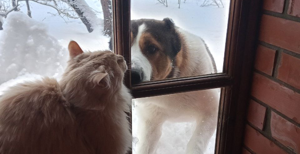 Фото питомцев: алабай Забар ждет, когда выйдут курильские бобтейлы Барон и Батон