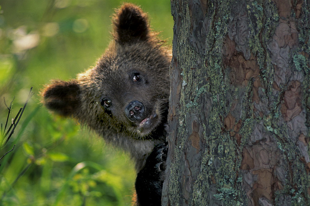 Один из бурых медвежат. Источник: Николай Шпиленок